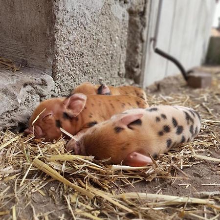 Hannekenbuurs Kleine Kune Kune Farm Apartamento Weeze Exterior foto